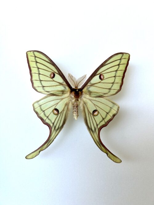 Papillon naturalisé hybride Actias Isabellae x Actias Luna, ailes vertes pâle et queue fines étalées