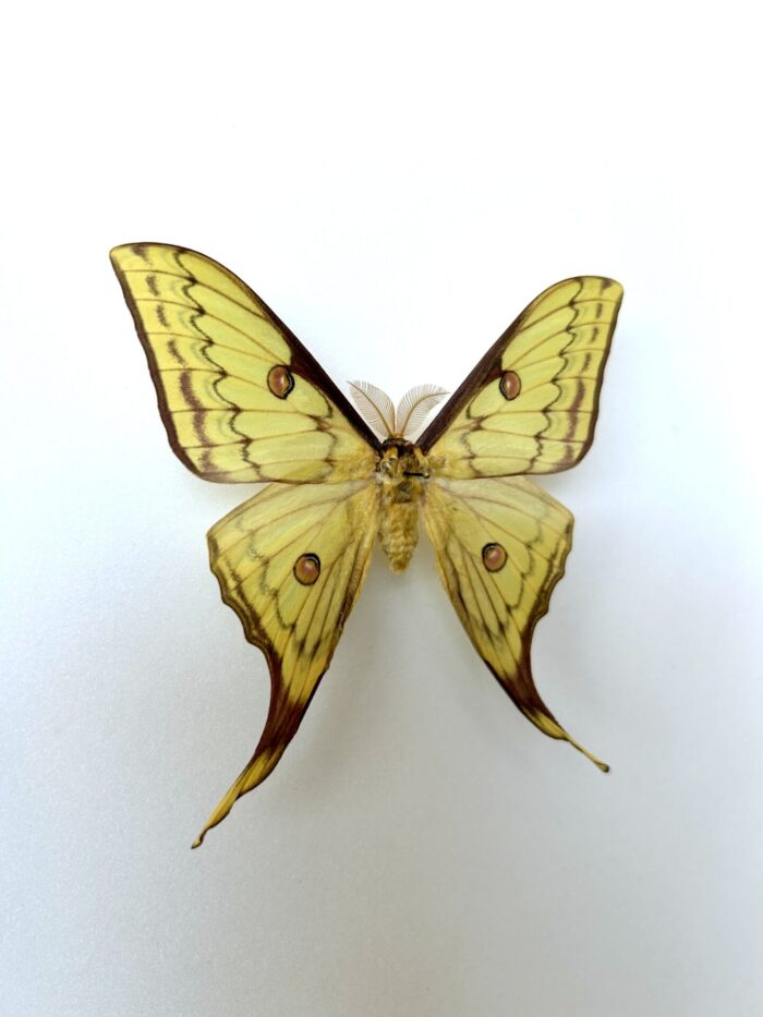 Vue sur le côté de l'Actias Isa x Actias Sinensis naturalisé, papillon lunaire asiatique rare