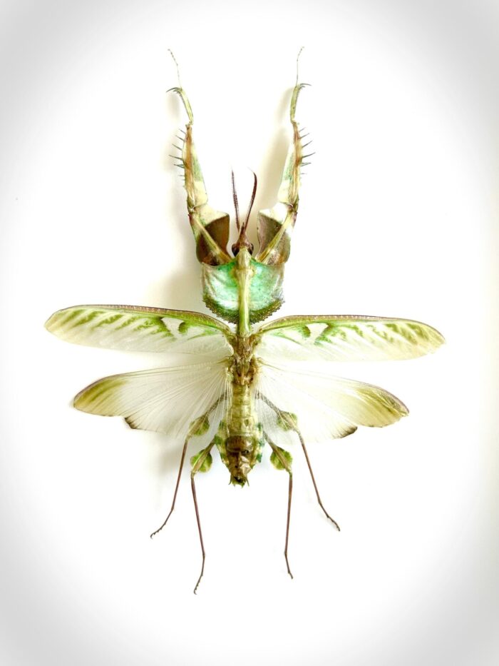 Idolomantis Diabolica - Mante Fleur Spectaculaire Naturalisée