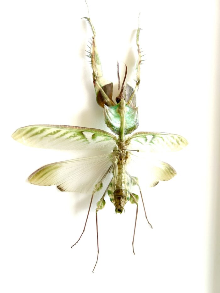 Idolomantis Diabolica - Mante Fleur Spectaculaire Naturalisée – Image 2