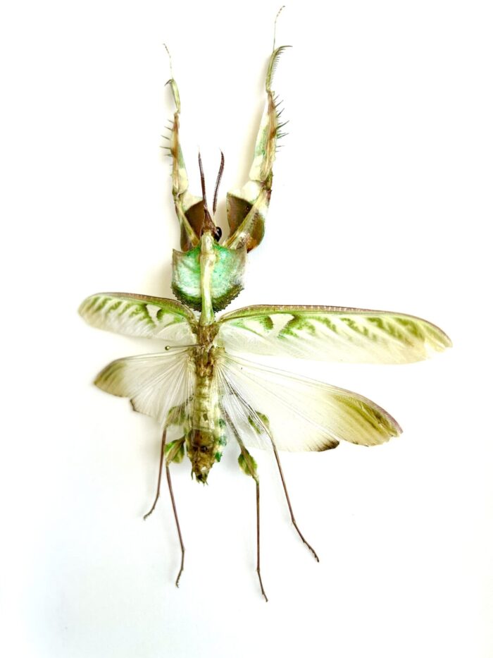 Idolomantis Diabolica - Mante Fleur Spectaculaire Naturalisée – Image 3
