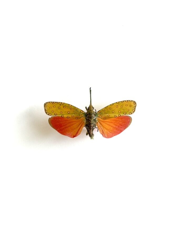 Saiva Cardinalis - Cigale Asiatique Rouge Naturalisée Montée