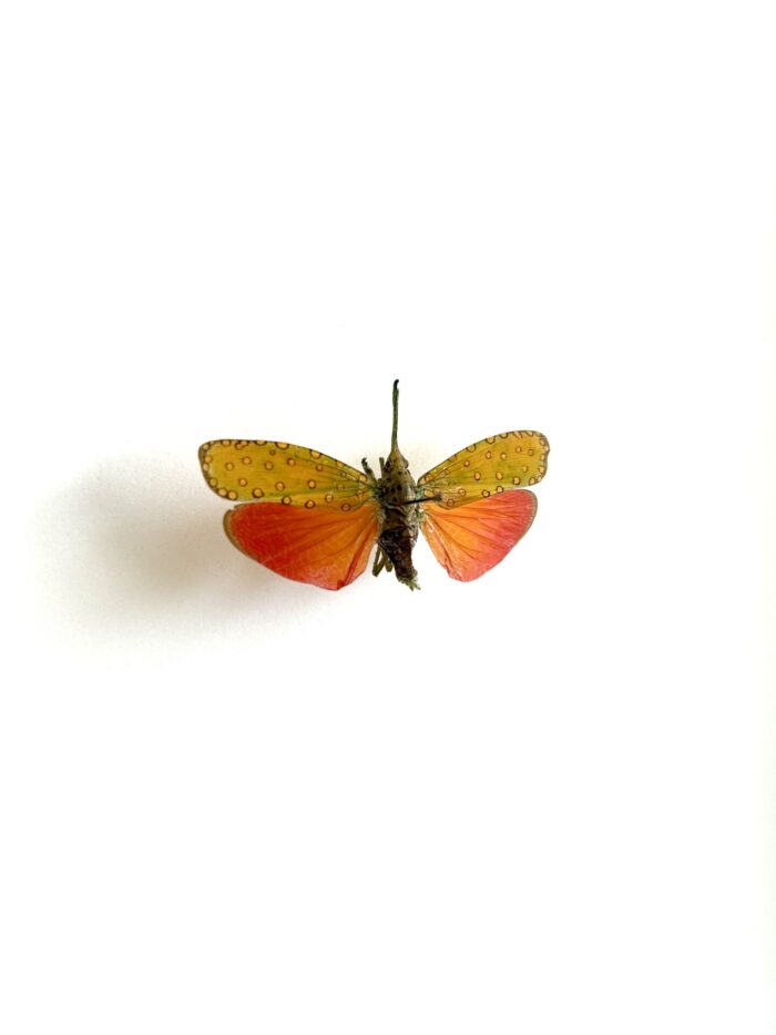 Saiva Cardinalis - Cigale Asiatique Rouge Naturalisée Montée – Image 2