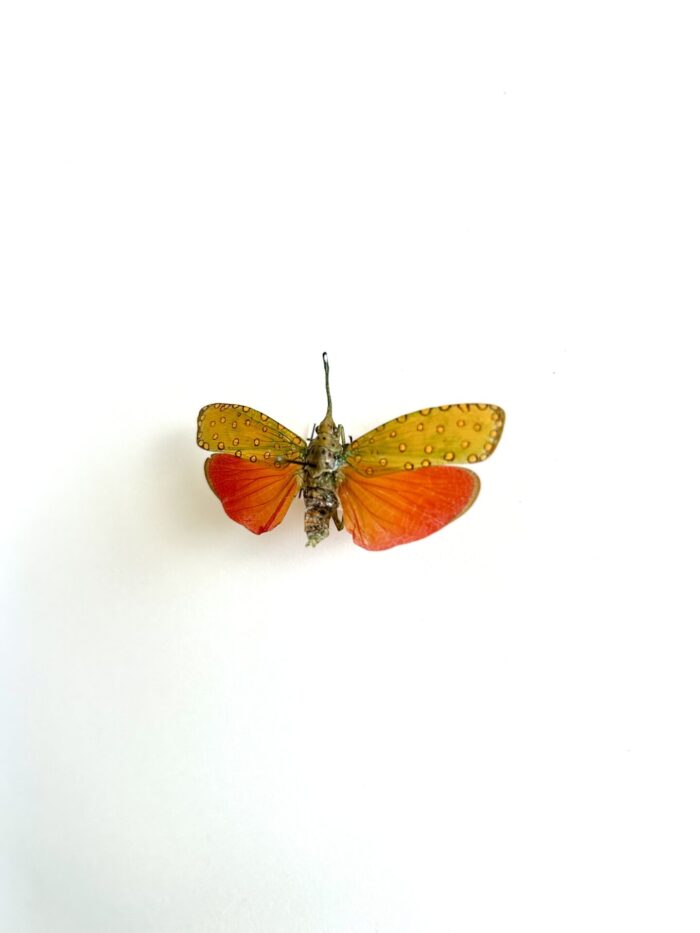 Saiva Cardinalis - Cigale Asiatique Rouge Naturalisée Montée – Image 3