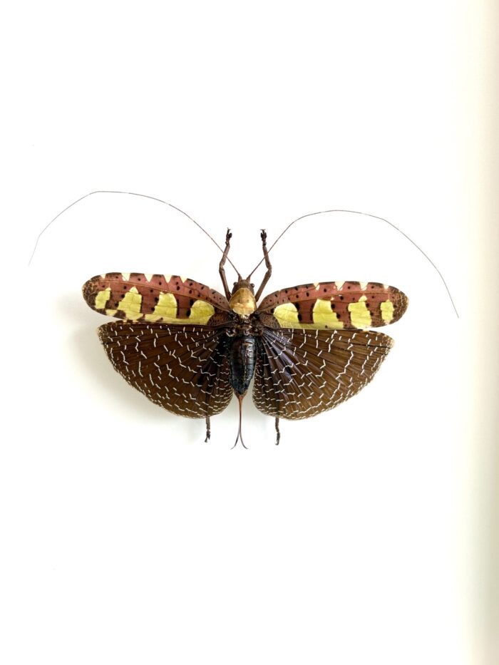Sanaea Regalis - Sauterelle Feuille Tropicale Naturalisée