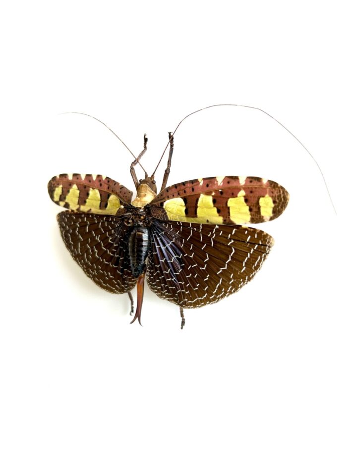 Sanaea Regalis - Sauterelle Feuille Tropicale Naturalisée – Image 3