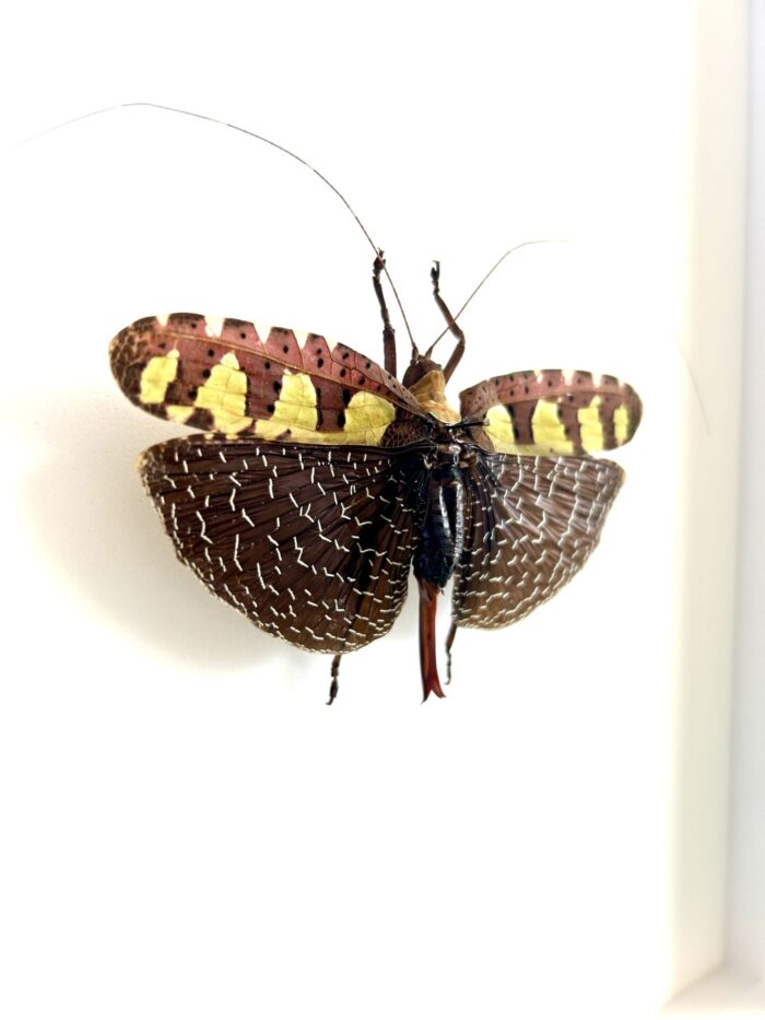 Sanaea Regalis - Sauterelle Feuille Tropicale Naturalisée – Image 2