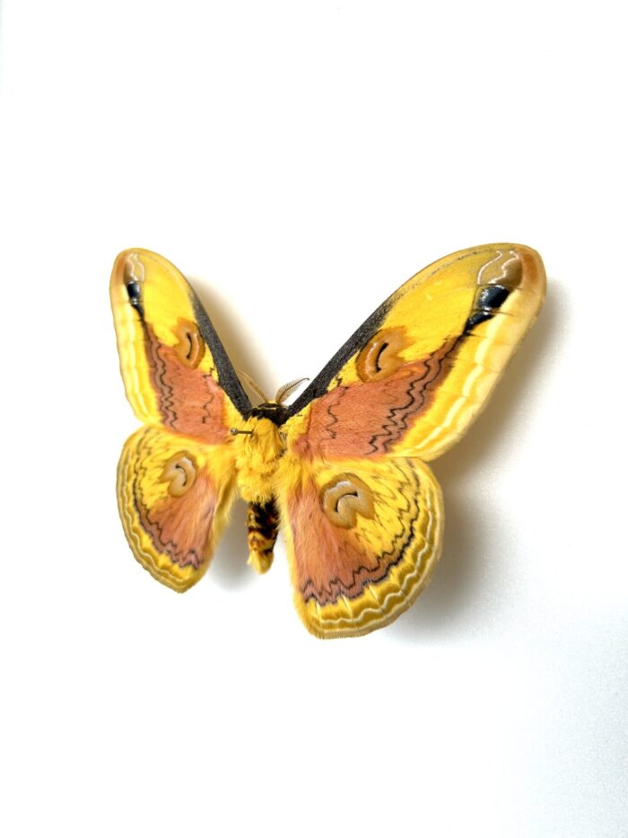 Spécimen Loepa oberthueri A1 - papillon naturalisé pour collection