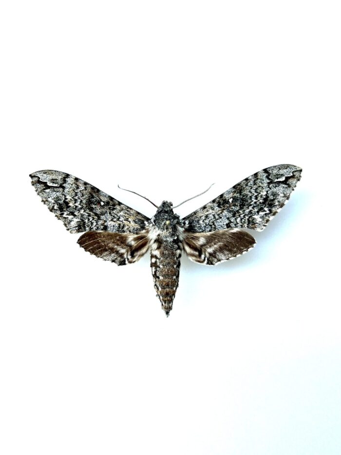 Spécimen naturalisé de Manduca armatipes vu de face