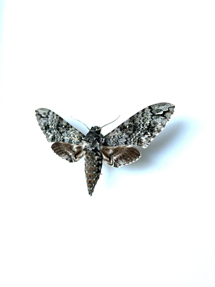 Manduca armatipes naturalisé pour collection ou décoration