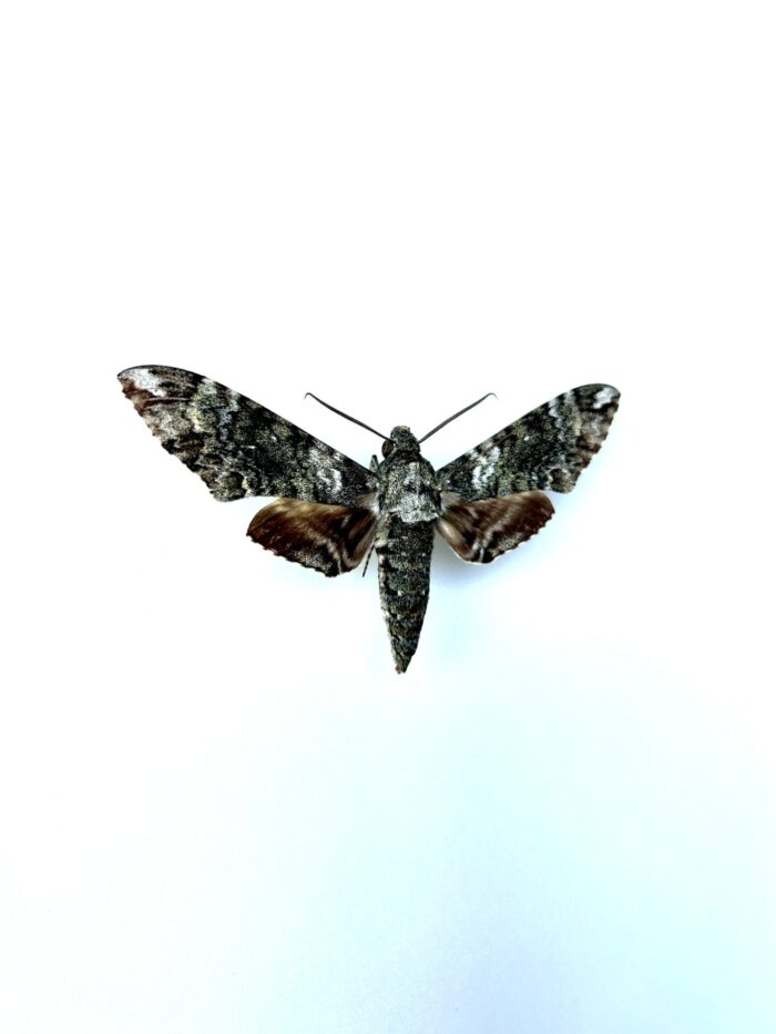 Vue rapprochée du Manduca carolina épinglé