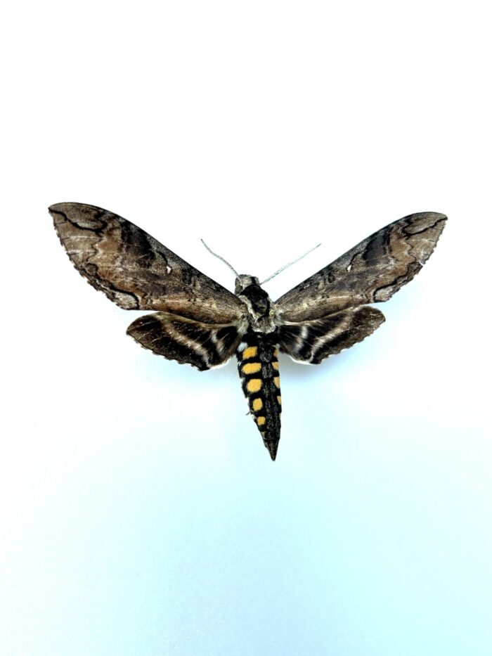 Manduca tucumana naturalisé, de profil