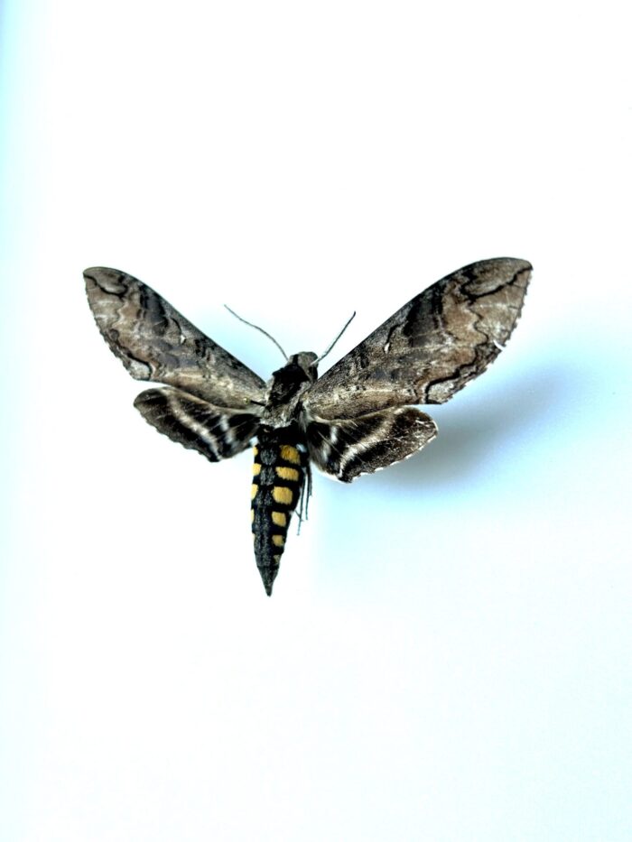 Manduca tucumana naturalisé pour décoration entomologique