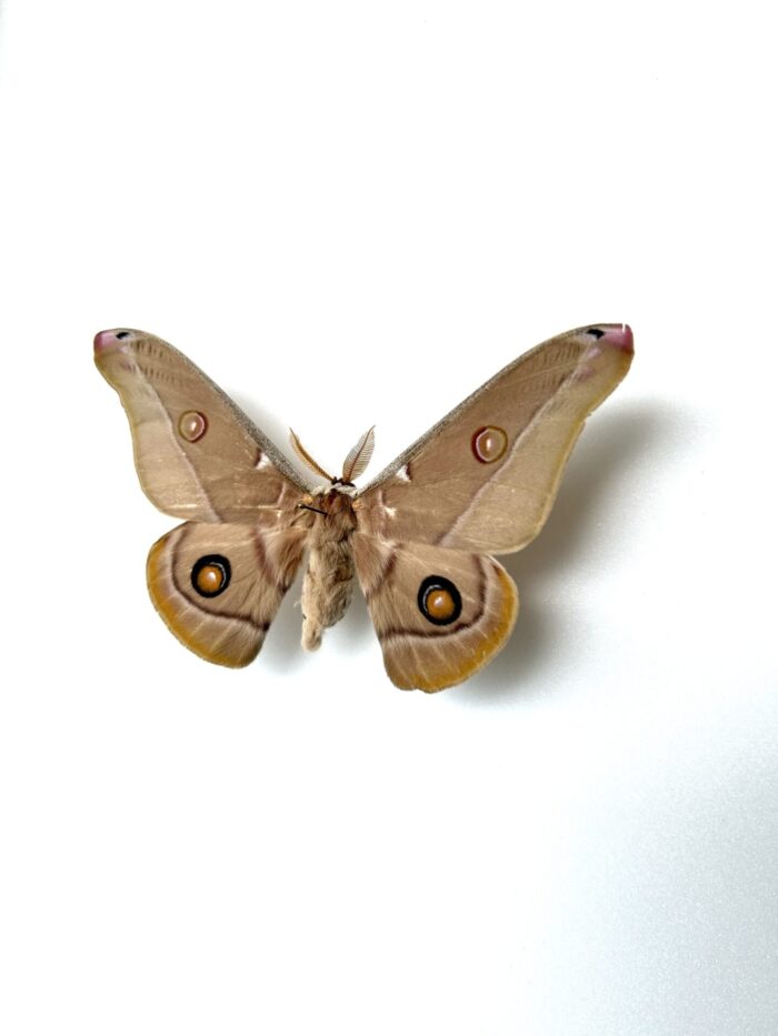 Spécimen naturalisé Opodiphthera Eucalypti - Saturniidae d'Océanie