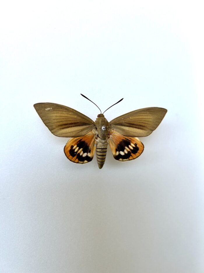 Spécimen naturalisé de Paysandisia Archon vu de côté, papillon de nuit aux couleurs contrastées