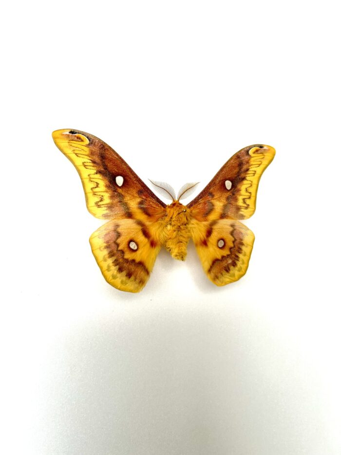 rhodinia verecunda grand papillon de nuit rare