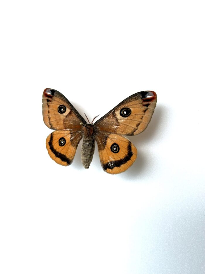 Spécimen Saturnia Walterorum monté, papillon rare de collection