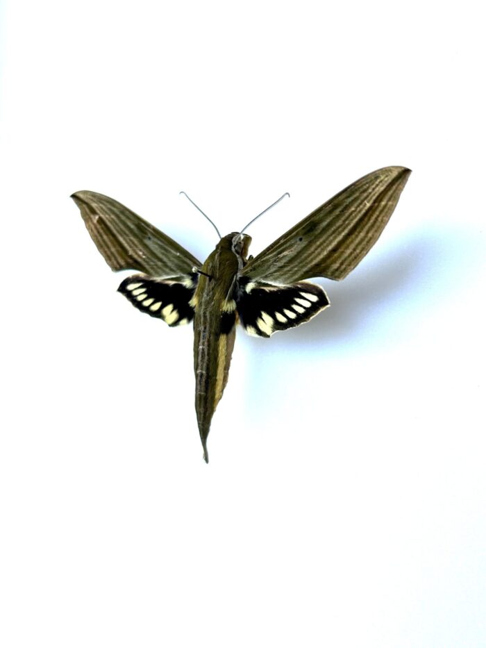 Sphinx tropical naturalisé - Xylophanes crotonis vue sur le côté étalé