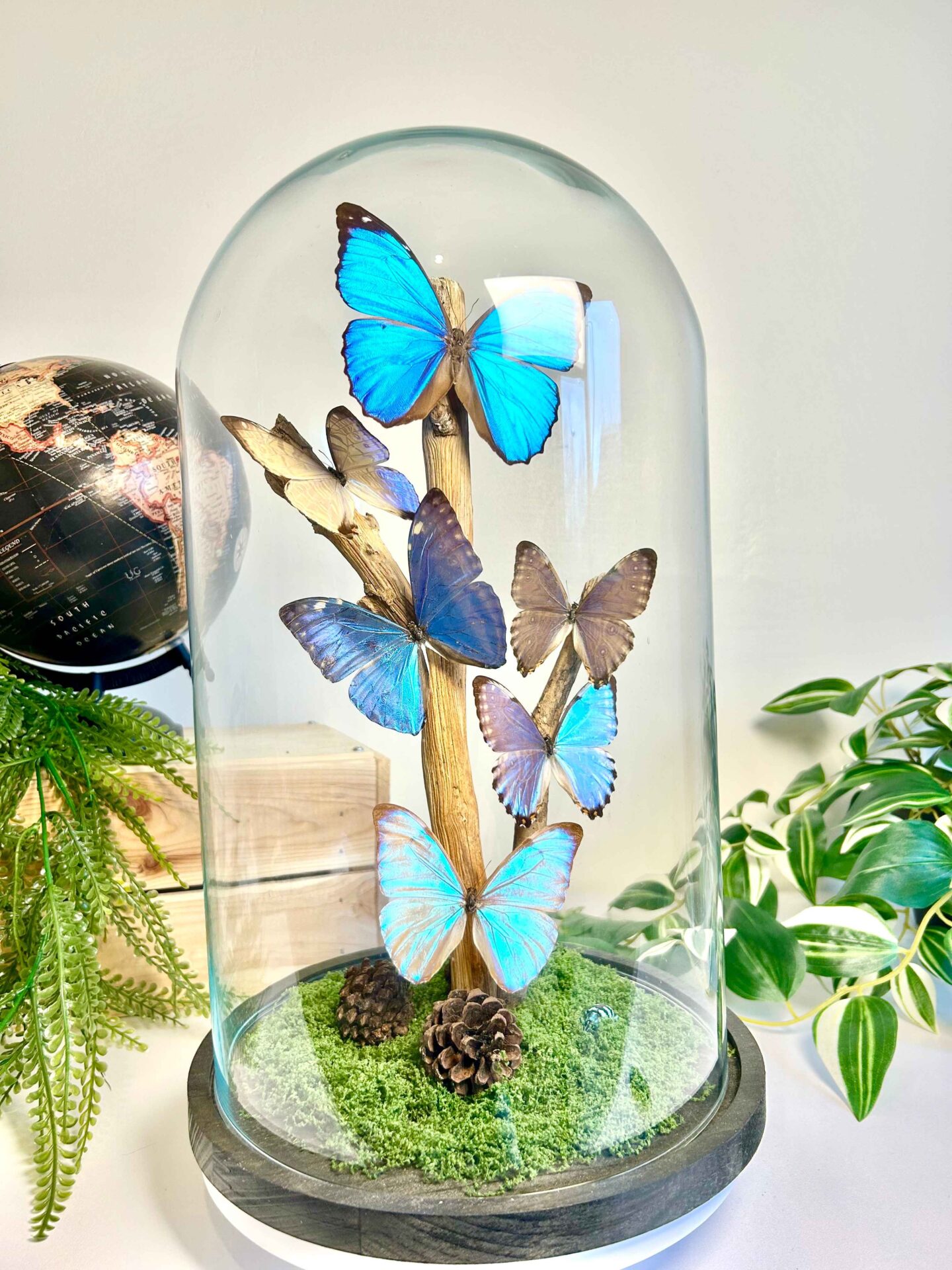 Globe géant en verre avec papillons Morpho naturalisés, pièce de curiosité unique