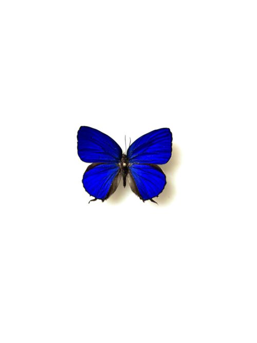 Arhopala acetes naturalisé aux reflets bleu métallisé