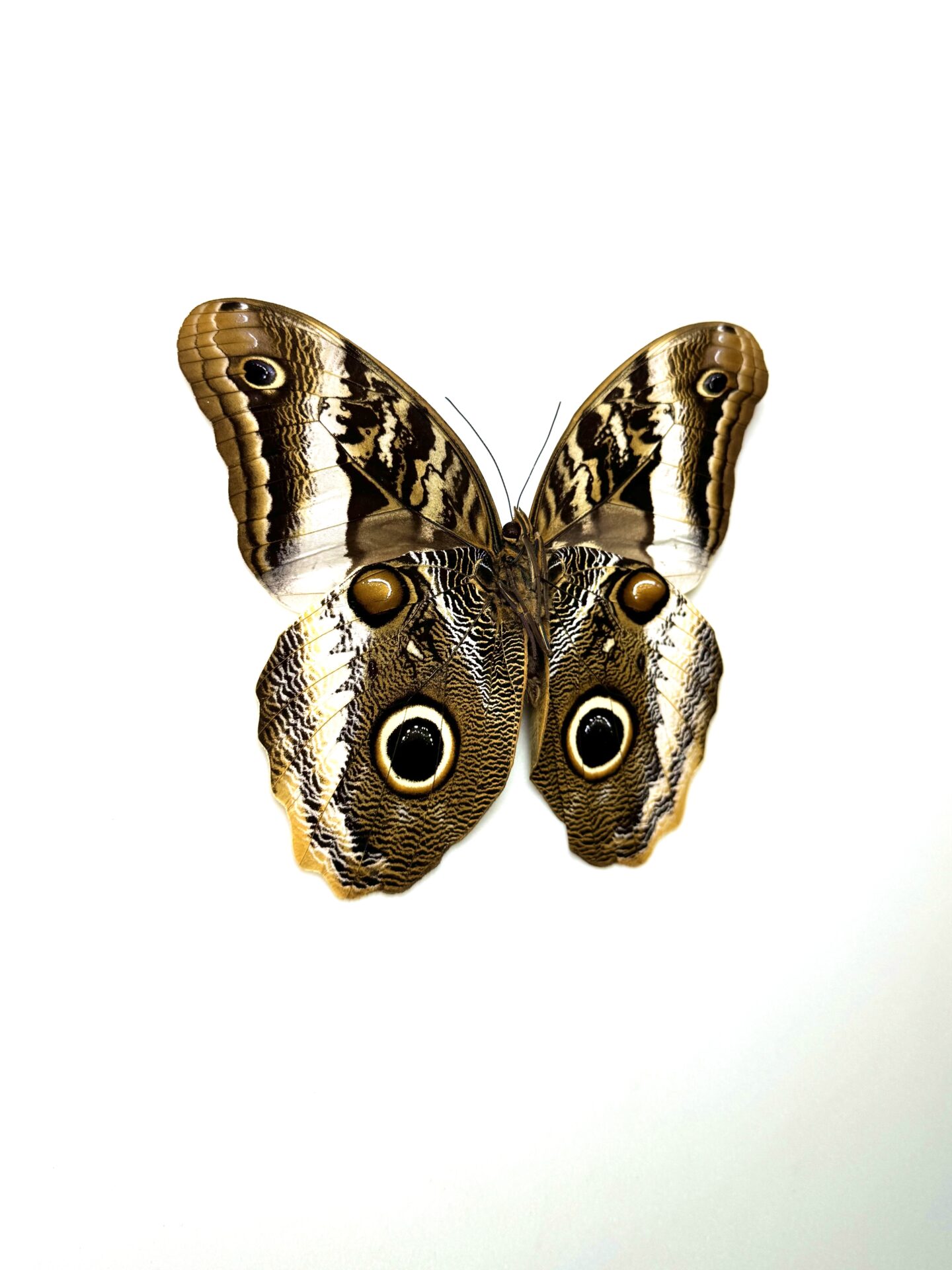 Papillon Caligo atreus naturalisé de collection