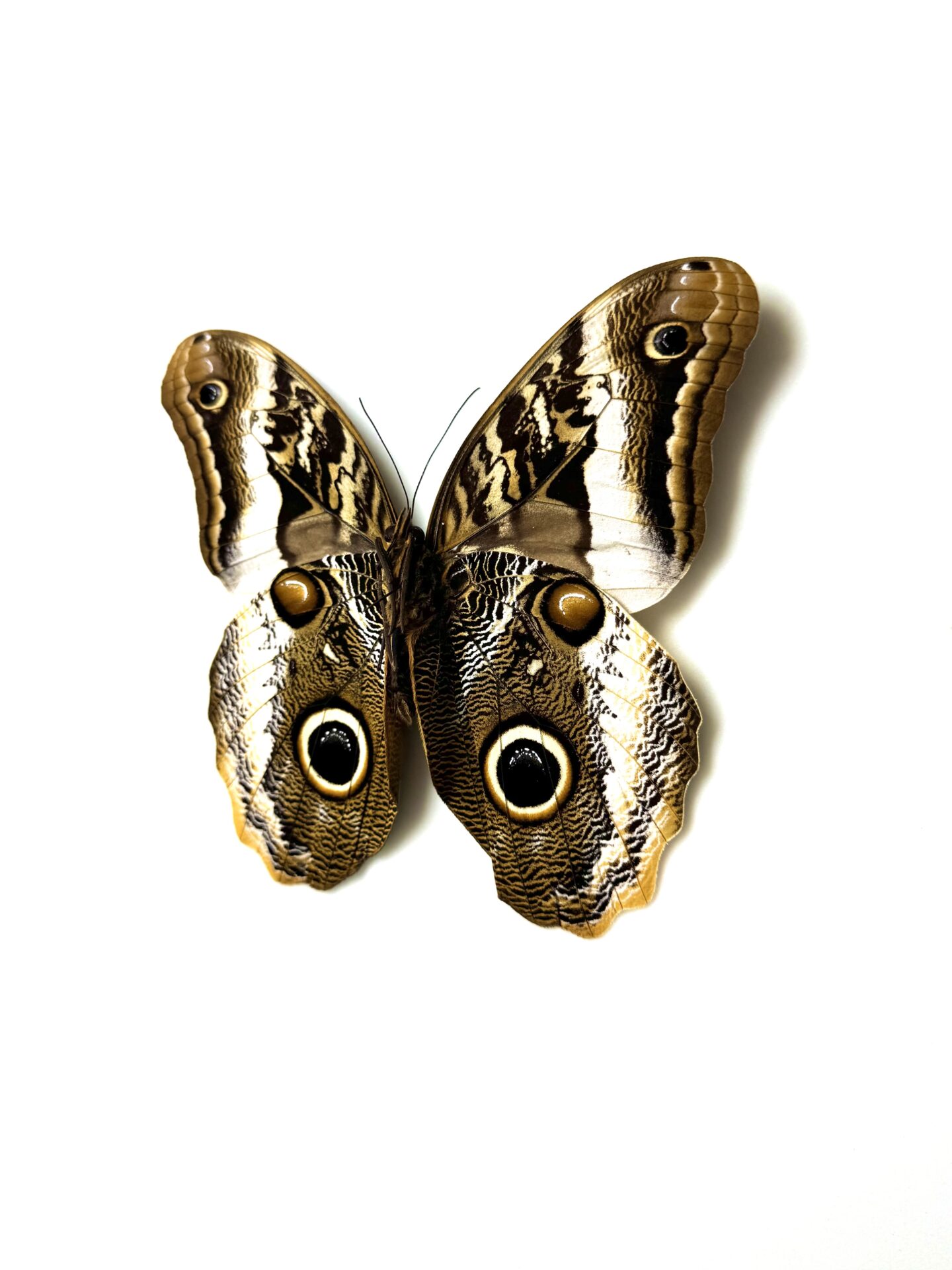 Caligo atreus pour collection d'entomologie