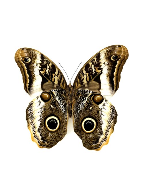 Caligo atreus naturalisé papillon Hibou d'Amérique tropicale