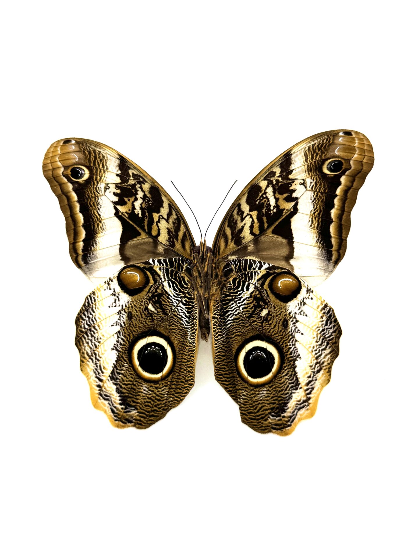 Caligo atreus naturalisé papillon Hibou d'Amérique tropicale
