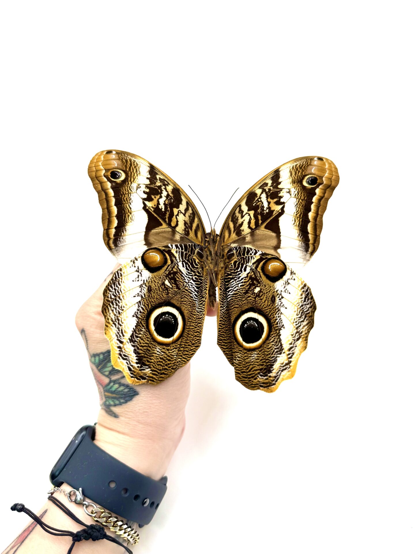 Caligo atreus naturalisé préparé à la main