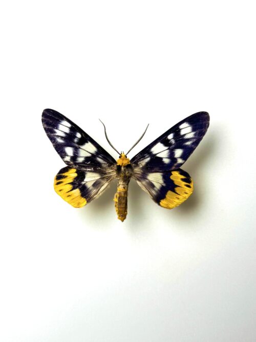 Dysphania numana naturalisé aux ailes bleu nuit et jaune orangé
