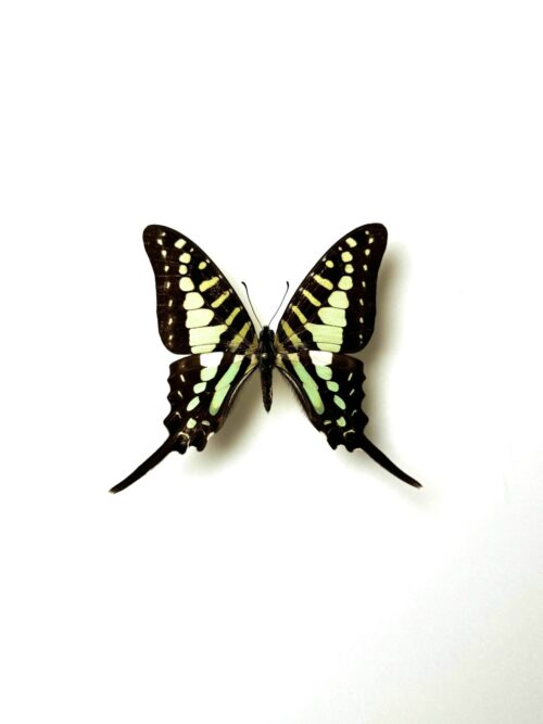 Graphium polycene naturalisé papillon noir et vert
