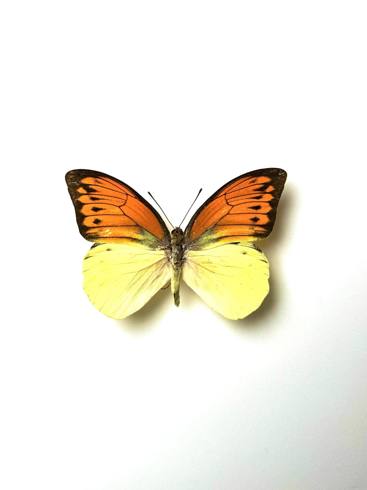 Hebomoia leucippe naturalisé papillon orange et jaune
