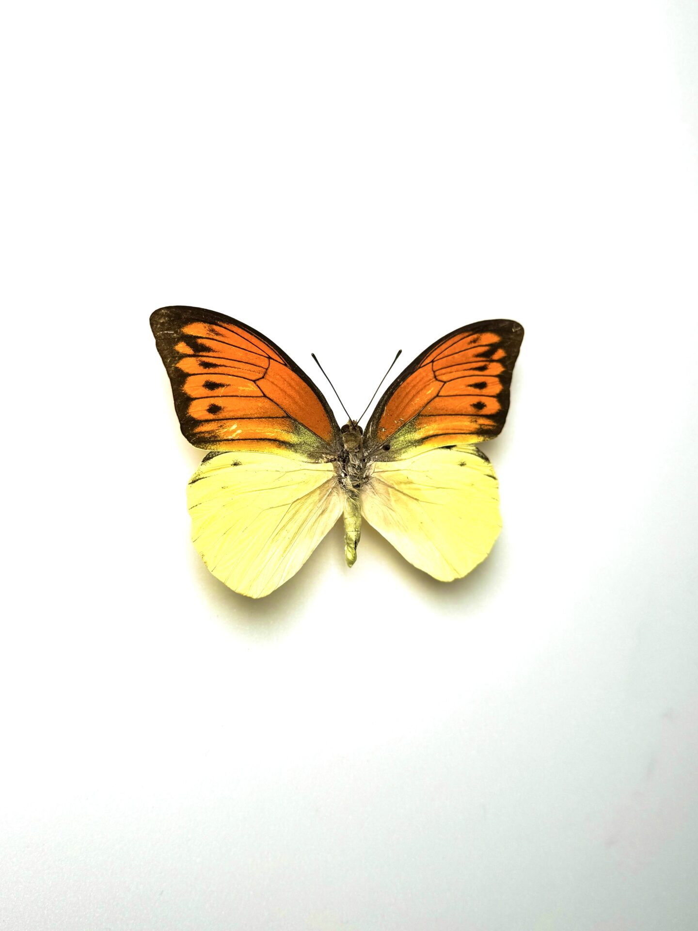 Papillon tropical Hebomoia leucippe d'Asie