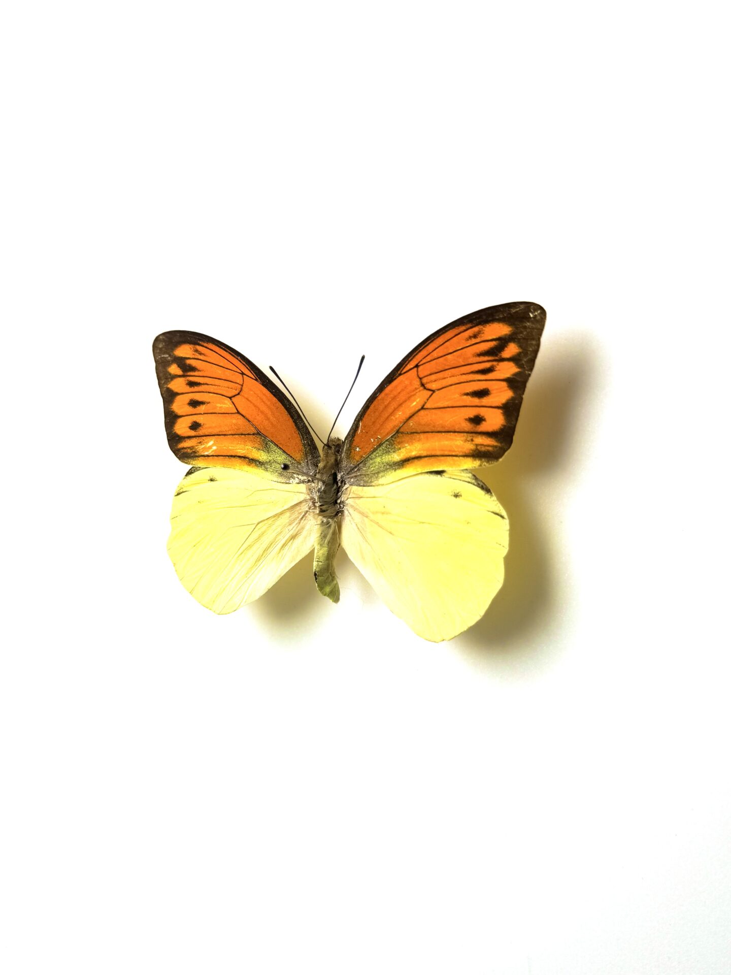 Papillon naturalisé Hebomoia leucippe