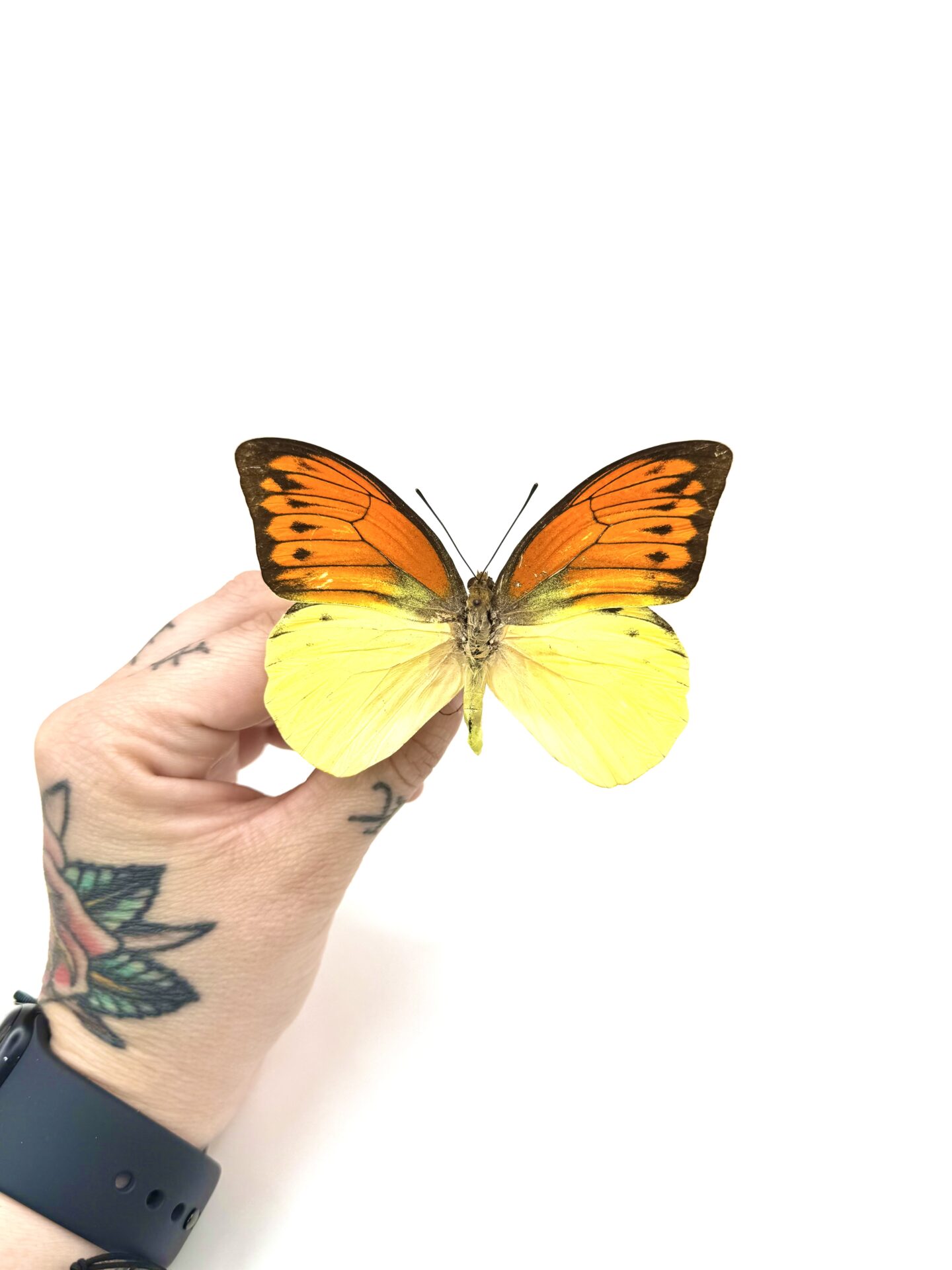 Ailes jaune crème du Hebomoia leucippe