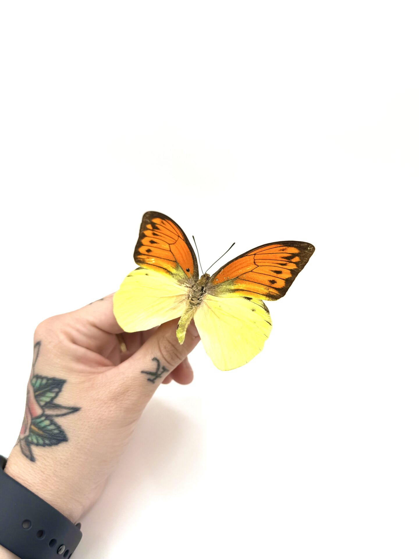 Hebomoia leucippe orange noir et jaune