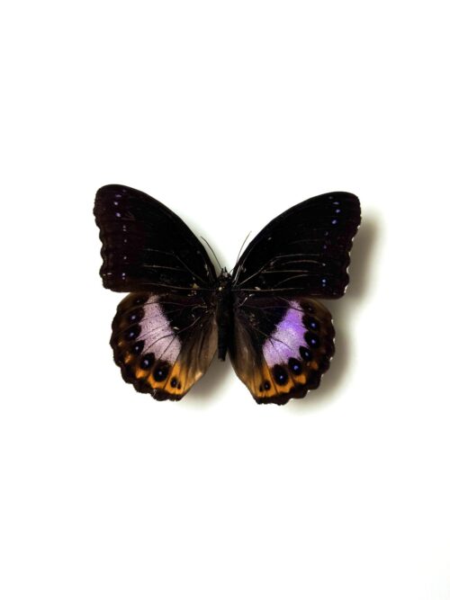 Hypolimnas pandorus naturalisé papillon noir aux reflets violets