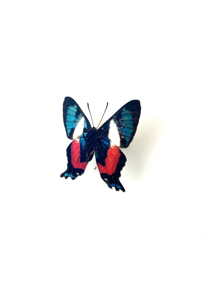 Papillon Ancyluris Formosissima naturalisé, vue complète, ailes déployées.