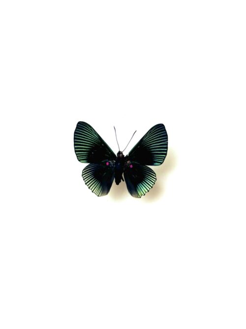 Lyropteryx apollonia naturalisé papillon noir et vert métallique