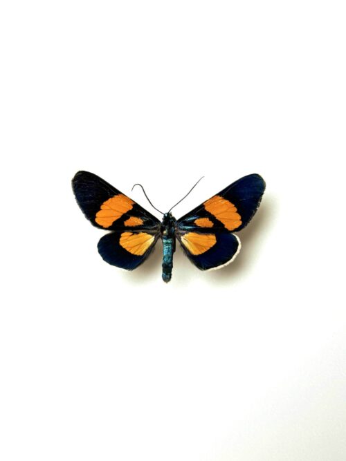 Papillon tropical Milionia celebensis d'Indonésie