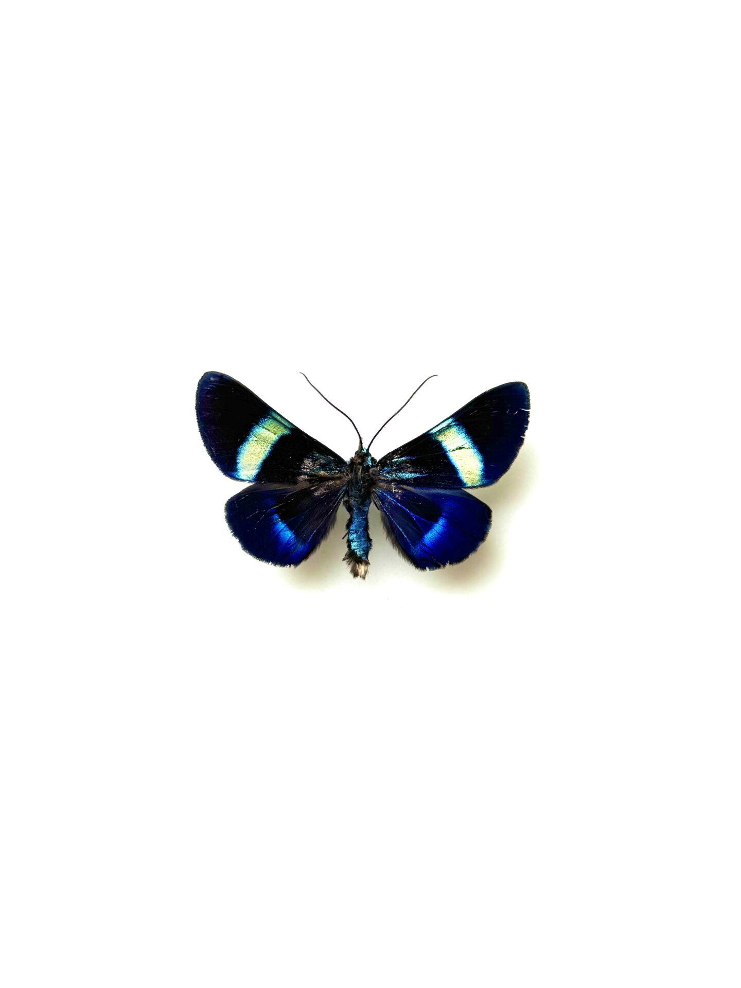 Milionia delicatula naturalisé papillon noir et bleu de Nouvelle-Guinée