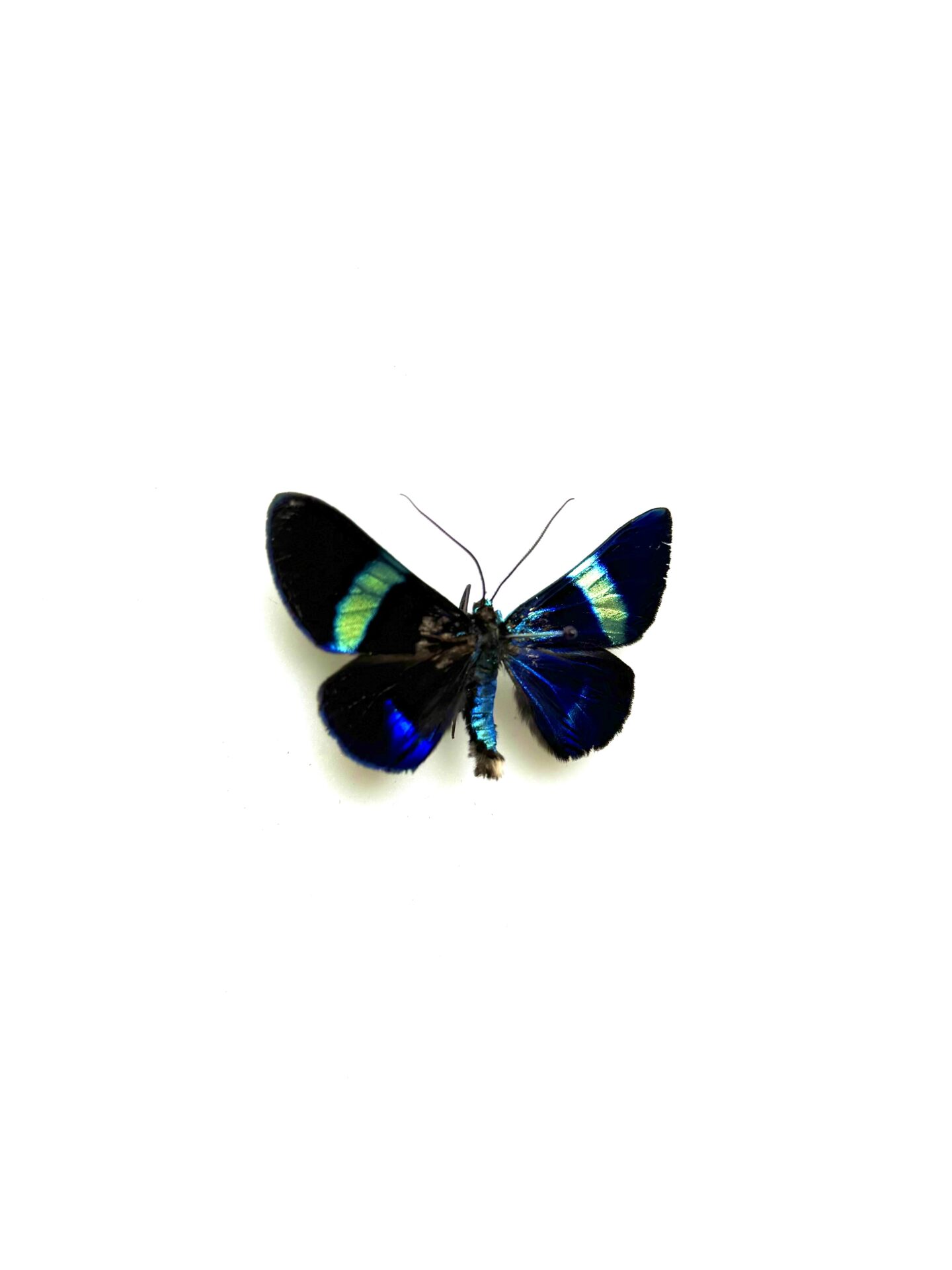 Papillon tropical Milionia delicatula