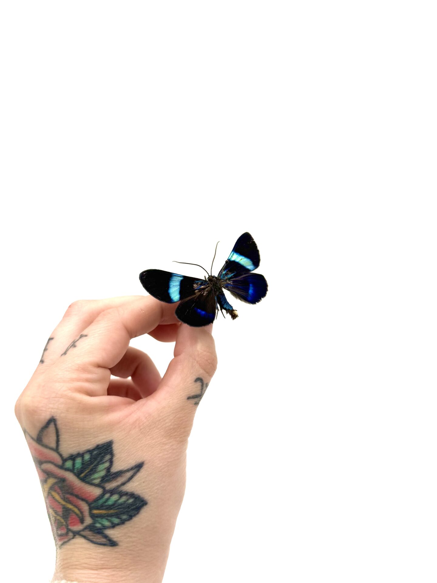 Gros plan Milionia delicatula bleu vif