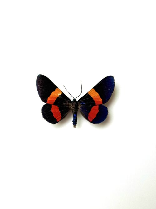 Milionia drucei naturalisé - papillon tropical noir et bleu de Nouvelle-Guinée