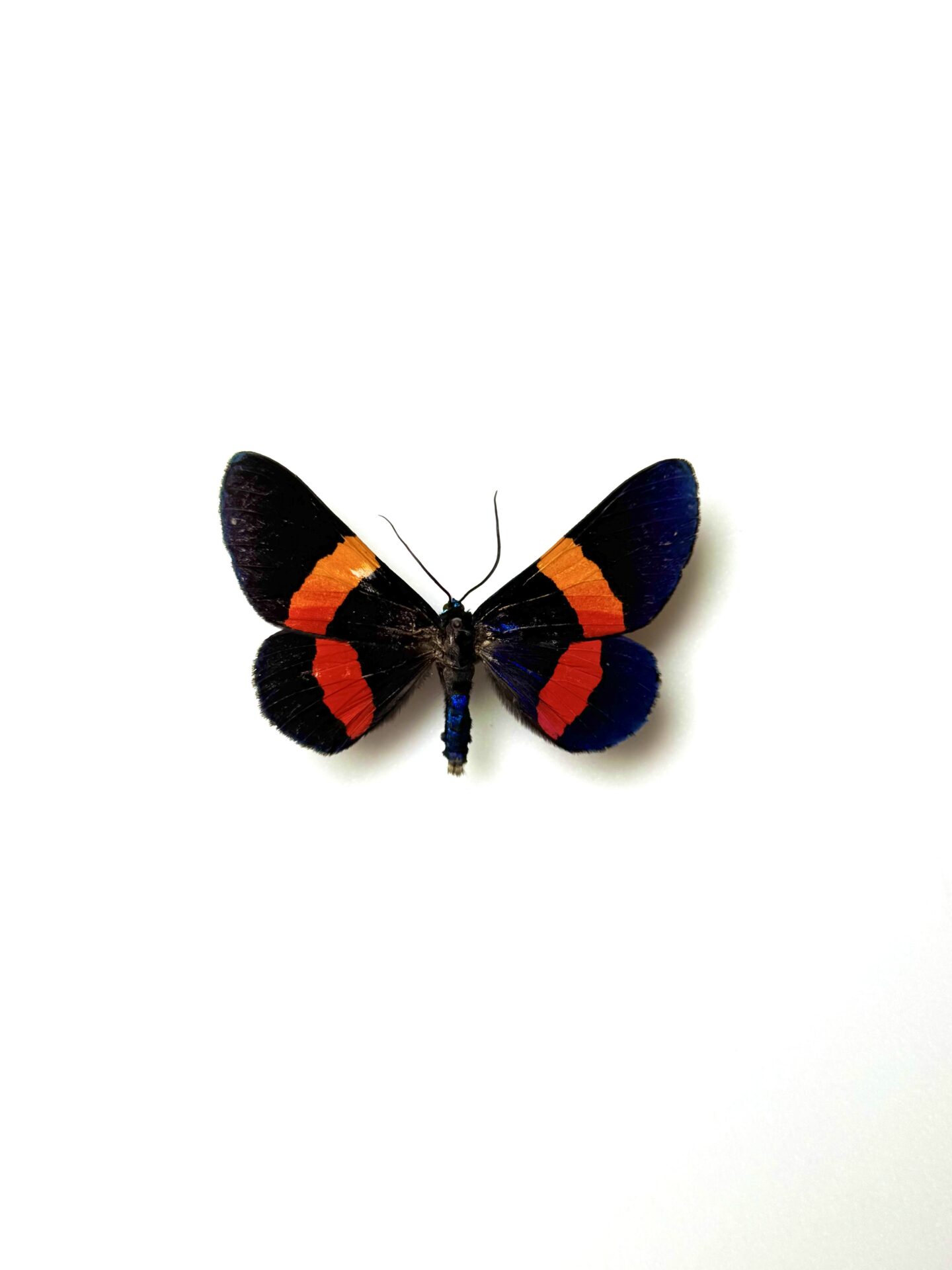 Milionia drucei naturalisé - papillon tropical noir et bleu de Nouvelle-Guinée