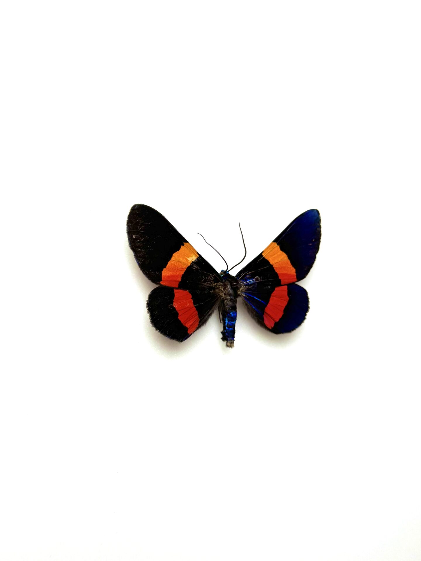 Détail des ailes de Milionia drucei