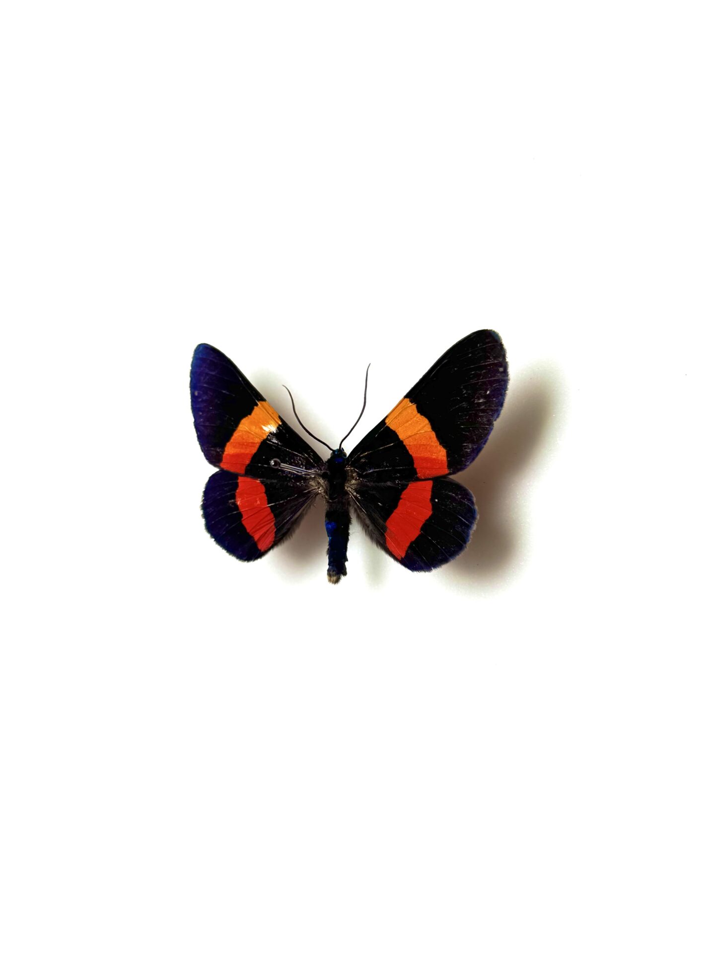 Profil du papillon Milionia drucei