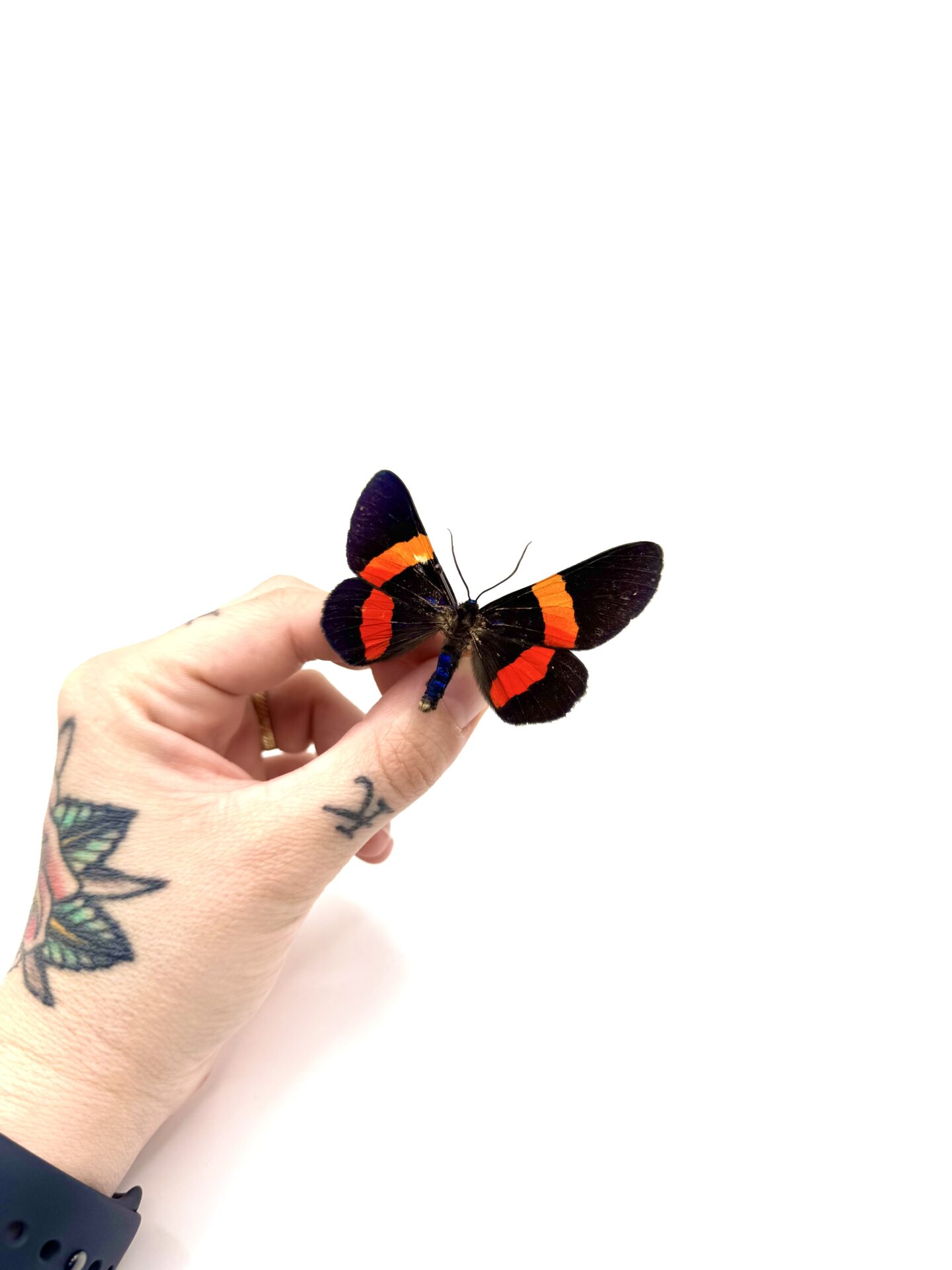 Milionia drucei papillon tropical de Nouvelle-Guinée