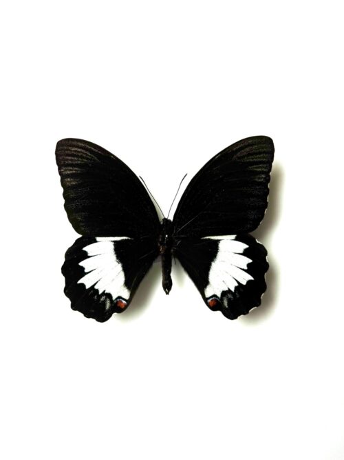 Papilio aegeus naturalisé - papillon australien noir et blanc