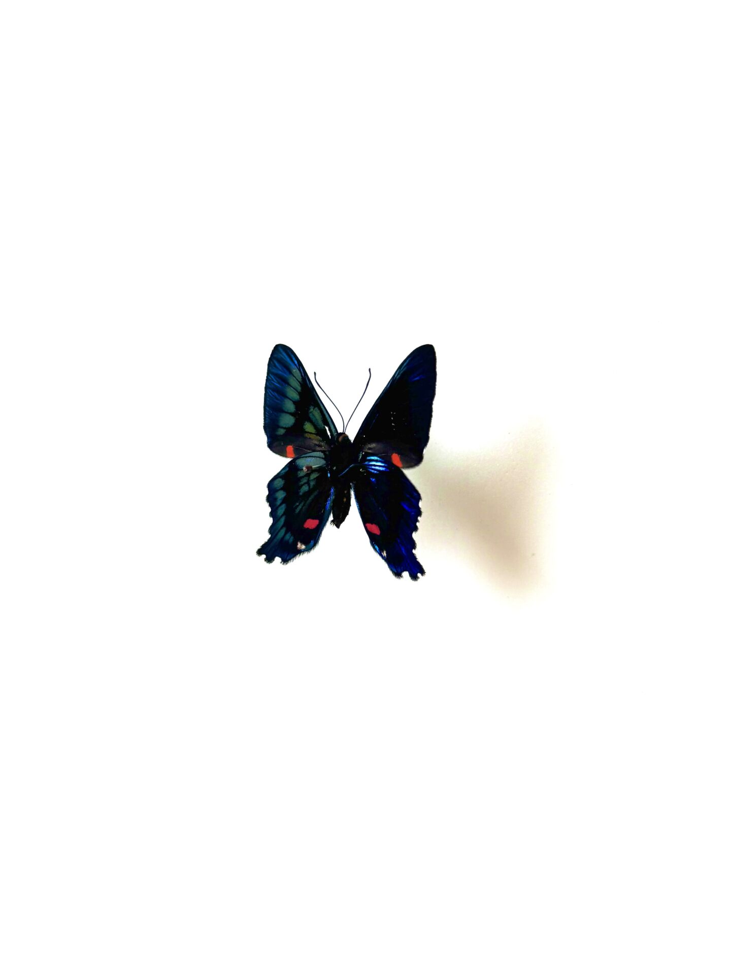 Ancyluris aulestes pour collection d'entomologie